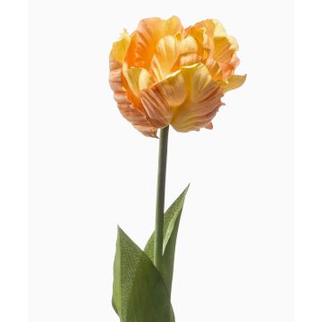 False parrot tulip LIOMARA, yellow-peach, 26"/65cm