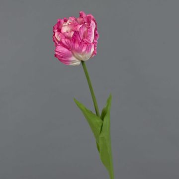 False parrot tulip LIOMARA, pink-fuchsia, 26"/65cm