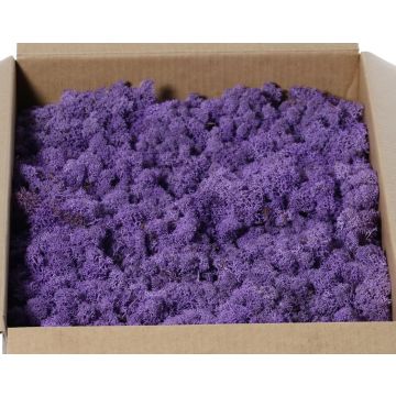 Icelandic natural moss SVEINBJÖRN, purple, 2.7kg Icelandic natural moss SVEINBJÖRN, purple, 2.7kg
