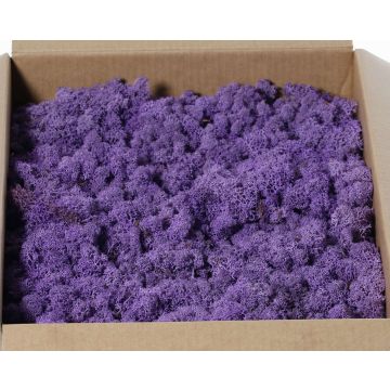 Icelandic natural moss SVEINBJÖRN, purple, 2.7kg