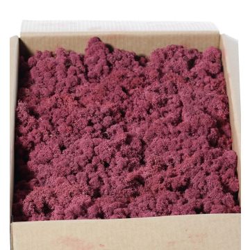 Icelandic natural moss SVEINBJÖRN, mauve, 2.7kg Icelandic natural moss SVEINBJÖRN, mauve, 2.7kg