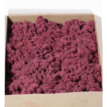 Icelandic natural moss SVEINBJÖRN, mauve, 2.7kg