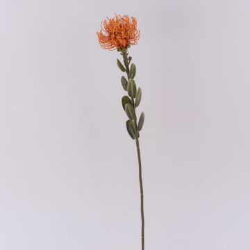 Decorative flower Pincushion protea URMINE, dry look, orange, 24"/60cm Decorative flower Pincushion protea URMINE, dry look, orange, 24"/60cm