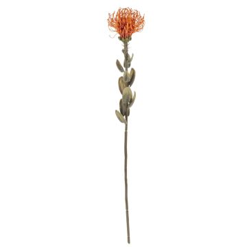 Decorative flower Pincushion protea URMINE, dry look, orange, 24"/60cm