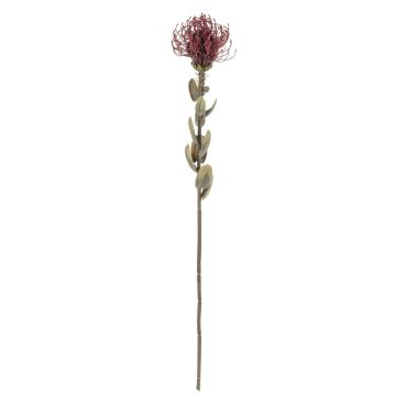 Decorative flower Pincushion protea URMINE, dry look, burgundy red, 24"/60cm Decorative flower Pincushion protea URMINE, dry look, burgundy red, 24"/60cm