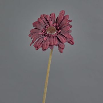 Decorative flower Gerbera TUNGUSKA, dry look, burgundy red, 20"/50cm
