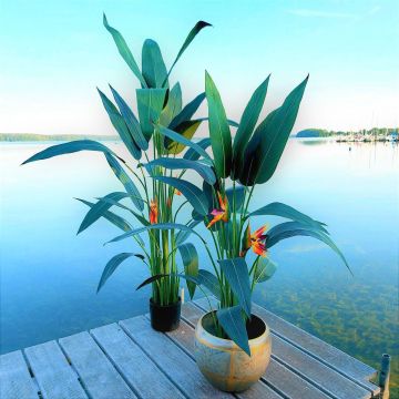 Artificial strelitzia HARLYN, orange-violet, 4ft/110cm Artificial strelitzia HARLYN, orange-violet, 4ft/110cm