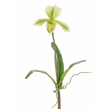 Decorative Paphiopedilum orchid VELANA, spike, green-white, 16"/40cm