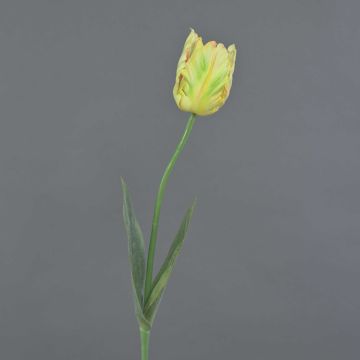 False flower Parrot tulip UAKARI, light yellow-green-pink, 26"/65cm, Ø2.4"/6cm