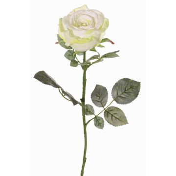 Velvet rose HUSA, white-green, 30"/75cm, Ø4"/10cm Velvet rose HUSA, white-green, 30"/75cm, Ø4"/10cm