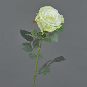 Velvet rose HUSA, white-green, 30"/75cm, Ø4"/10cm