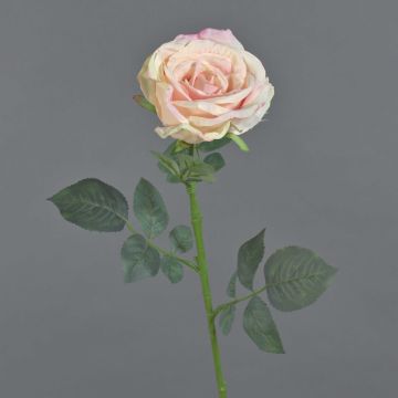 Velvet rose HUSA, pink-cream, 30"/75cm, Ø4"/10cm