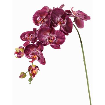 Artificial flower branch Phalaenopsis orchid WESA, dark violet-white, 3ft/100cm Artificial flower branch Phalaenopsis orchid WESA, dark violet-white, 3ft/100cm