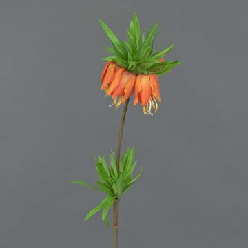 Decorative flower Crown imperial IMST, orange, 26"/65cm