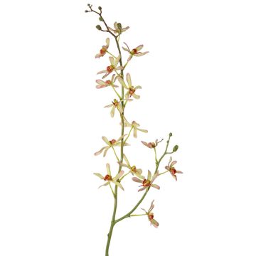 Artificial flower branch Cattleya orchid TRASSA, light green-red, 31"/80cm Artificial flower branch Cattleya orchid TRASSA, light green-red, 31"/80cm