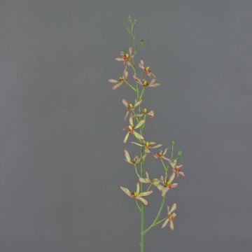 Artificial flower branch Cattleya orchid TRASSA, light green-red, 31"/80cm