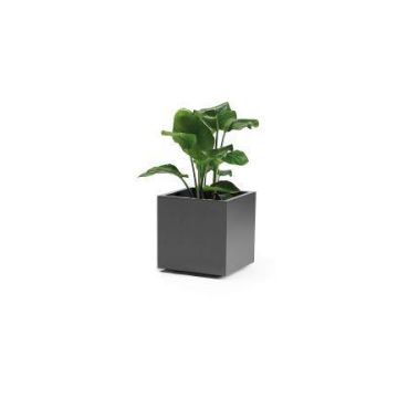 Square planter NASTASJA made of recycled plastic, with water reservoir, casters, anthracite, 16"x16"x15"/39,5x39,5x38cm, 35L