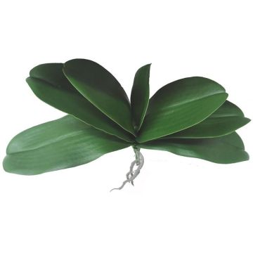 Phalaenopsis orchid decorative leaves PRIMALA, aerial roots, 8"x11"/21x29cm Phalaenopsis orchid decorative leaves PRIMALA, aerial roots, 8"x11"/21x29cm
