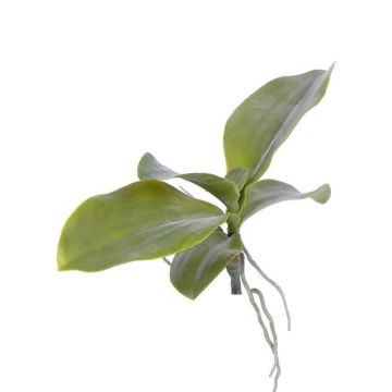 Decorative leaves Phalaenopsis orchid PRIMUS, aerial roots, 7.5"x13"/19x34cm Decorative leaves Phalaenopsis orchid PRIMUS, aerial roots, 7.5"x13"/19x34cm