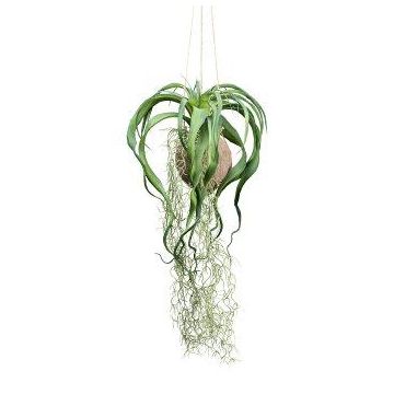 Decorative hanging plant Tillandsia GRISPU in coconut, green, 26"/65cm