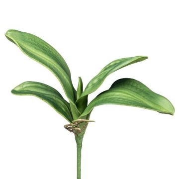 Decorative leaves: Phalaenopsis orchid CRILMER, support stick, aerial roots, 12"/30cm Decorative leaves: Phalaenopsis orchid CRILMER, support stick, aerial roots, 12"/30cm