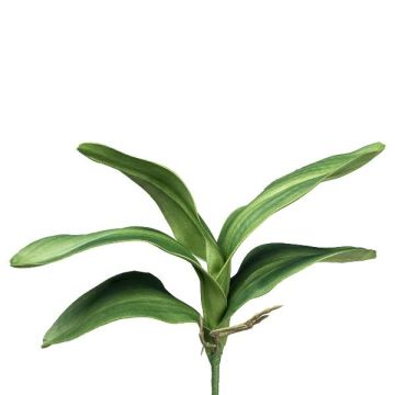 Decorative leaves, Phalaenopsis orchid CRILMER, support stick, aerial roots, 14"/35cm Decorative leaves, Phalaenopsis orchid CRILMER, support stick, aerial roots, 14"/35cm