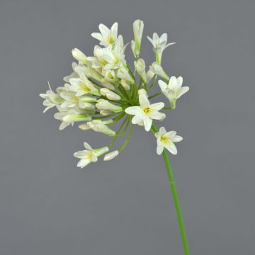 Artificial Agapanthus PHILINA, cream, 30"/75cm, Ø 5.5"/14cm
