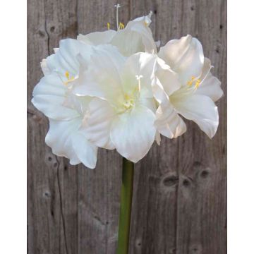 Decorative Amaryllis DAGGI, white, 70 cm, Ø 11–18 cm Decorative Amaryllis DAGGI, white, 70 cm, Ø 11–18 cm