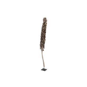 Babassu palm fruit / Cacho Coco MAKENA, natural, dried, brown, 4ft-6ft/120-190cm Babassu palm fruit / Cacho Coco MAKENA, natural, dried, brown, 4ft-6ft/120-190cm