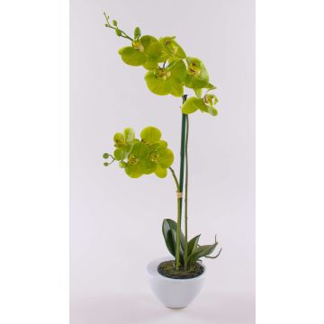 Decorative Phalaenopsis orchid ‘AURELIA’ in a ceramic pot, green, 55cm Decorative Phalaenopsis orchid ‘AURELIA’ in a ceramic pot, green, 55cm