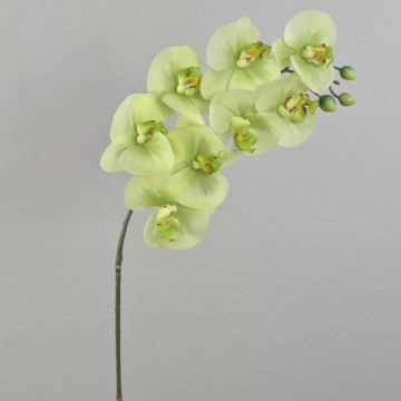 Artificial twig Phalaenopsis orchid AURELIA, cream-green, 3ft/95cm