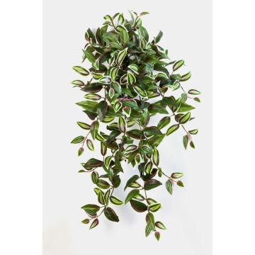 Decorative Tradescantia Zebrina PANCHO, spike, green-purple, 28"/70cm Decorative Tradescantia Zebrina PANCHO, spike, green-purple, 28"/70cm