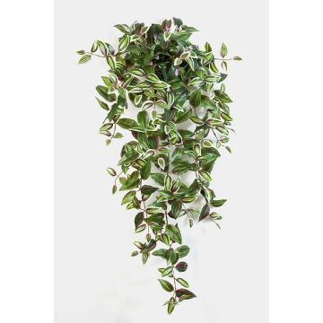Decorative Tradescantia Zebrina PANCHO, spike, green-purple, 3ft/95cm
