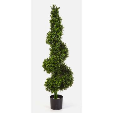 Decorative boxwood spiral tree TOM, thick, 4ft/135cm Decorative boxwood spiral tree TOM, thick, 4ft/135cm