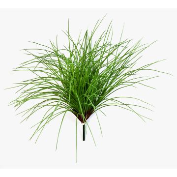 Decorative reed grass ELIAS on spike, bushy, green, 22"/55cm