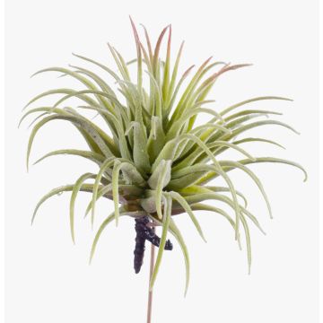Artificial plant Tillandsia Rubra PENNY, spike, green-red, 4.7"/12cm, Ø 3.9"/10cm Artificial plant Tillandsia Rubra PENNY, spike, green-red, 4.7"/12cm, Ø 3.9"/10cm