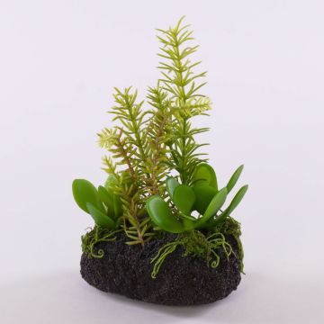 Decorative succulent arrangement BAMBI in a soil ball, green, 19cm