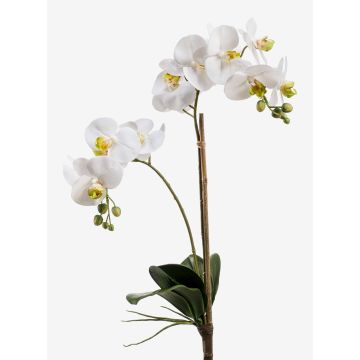 Decorative Phalaenopsis orchid CANDIDA on spike, white, 26"/65cm