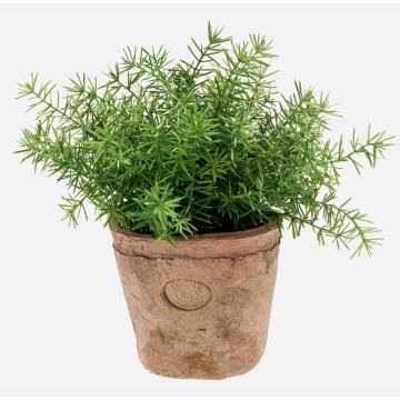 Artificial herb: Asparagus sprengeri LUCANO, terracotta pot, 20cm, Ø20cm Artificial herb: Asparagus sprengeri LUCANO, terracotta pot, 20cm, Ø20cm