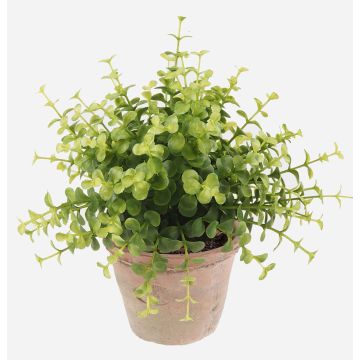 Artificial herb: Eucalyptus LUCANO in a terracotta pot, green, 20cm, Ø20cm Artificial herb: Eucalyptus LUCANO in a terracotta pot, green, 20cm, Ø20cm
