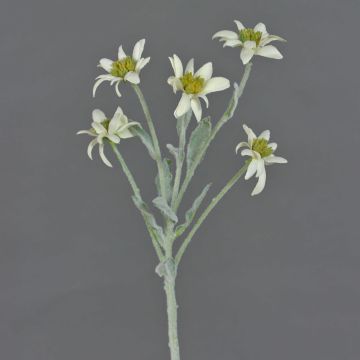 Artificial flower Alpine Edelweiss SOPHIA, white, 16"/40cm, Ø 2"-2.4"/5-6cm