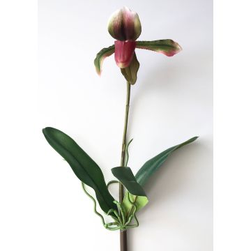 Decorative Paphiopedilum Orchid VELANA, spike, purple-green, 16"/40cm
