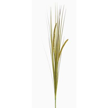 Decorative foxtail grass JILL, spike, panicles, green-yellow, 35"/90cm Decorative foxtail grass JILL, spike, panicles, green-yellow, 35"/90cm