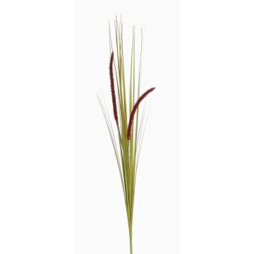 Decorative foxtail grass JILL, spike, panicles, green-violet, 35"/90cm