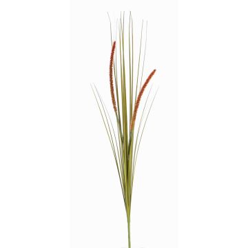 Decorative foxtail grass JILL, spike, panicles, green-red, 35"/90cm
