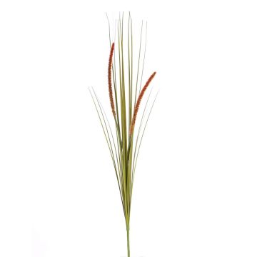 Decorative foxtail grass JILL, spike, panicles, green-red, 3ft/90cm