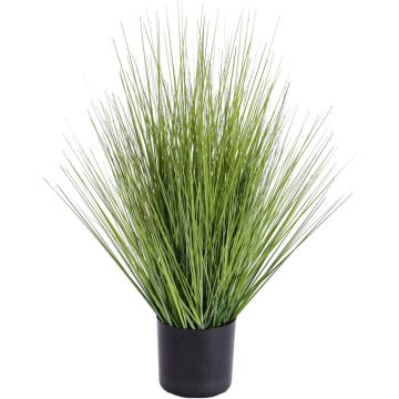 Decorative switchgrass ZAYN, green, 24"/60cm Decorative switchgrass ZAYN, green, 24"/60cm