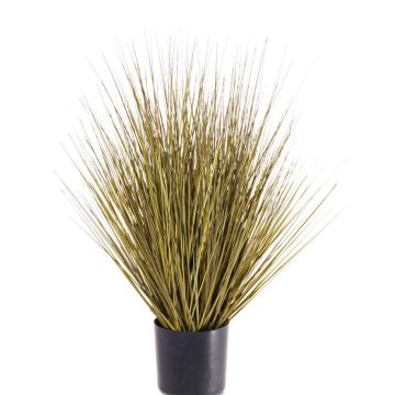 Decorative switchgrass ZAYN, yellow-green, 24"/60cm Decorative switchgrass ZAYN, yellow-green, 24"/60cm