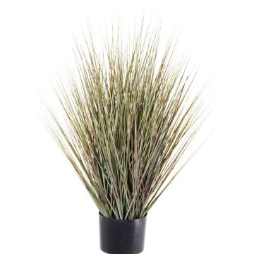 Decorative switchgrass ZAYN, green-grey, 30"/75cm