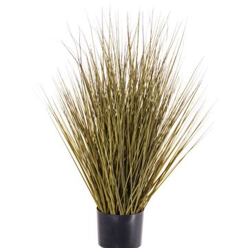 Decorative switchgrass ZAYN, yellow-green, 30"/75cm Decorative switchgrass ZAYN, yellow-green, 30"/75cm